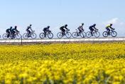 第三届环青海湖国际公路自行车赛进入第三赛段比赛